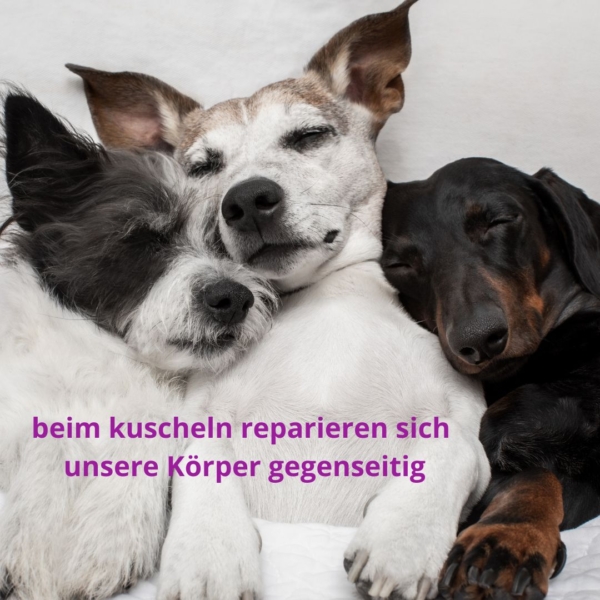 Therapeutisches Kuscheln Homeseite Therapeutisches Kuscheln Homeseite